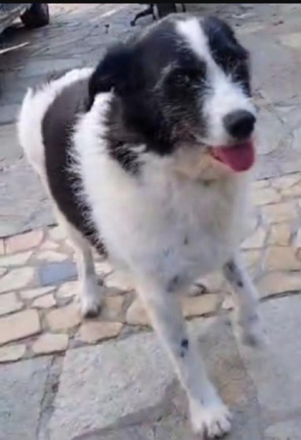 Mara circa 5anni tg media salvata da 1lager NAPOLI Foto 3