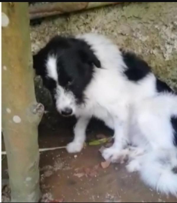 Mara circa 5anni tg media salvata da 1lager NAPOLI Foto 4