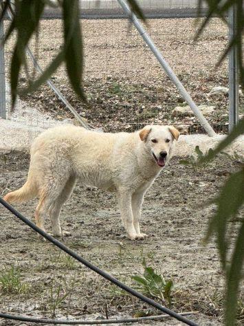 Micky: 1 anno, socievole ed equilibrata Foto 3