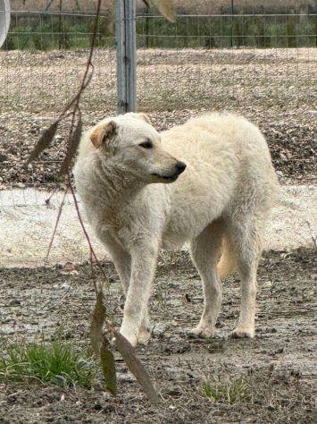 Micky: 1 anno, socievole ed equilibrata Foto 4