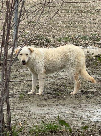 Micky: 1 anno, socievole ed equilibrata Foto 5