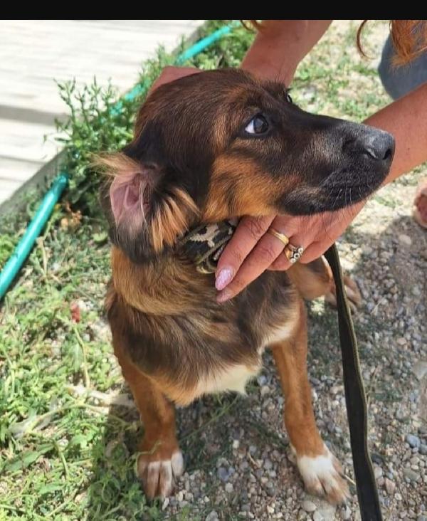 Mix Setter 2anni meraviglioso manto SOS COSENZA  Foto 2