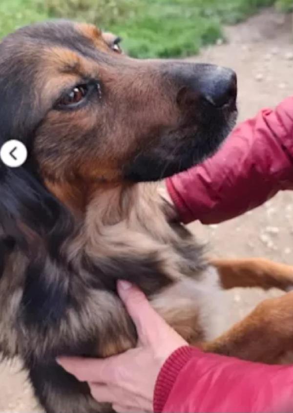 Mix Setter 2anni meraviglioso manto SOS COSENZA  Foto 3