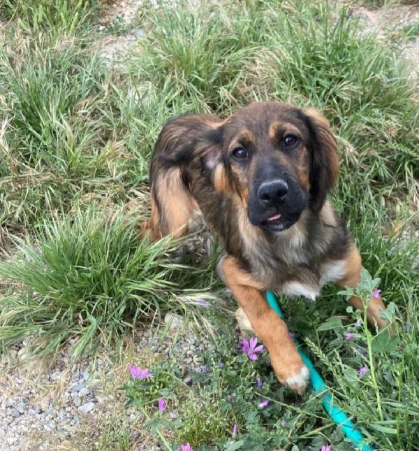 Mix Setter 2anni meraviglioso manto SOS COSENZA  Foto 4