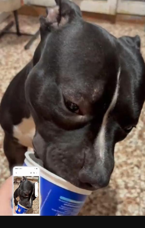 American bully quasi 3anni dal divano al rifugio. TORINO Foto 2