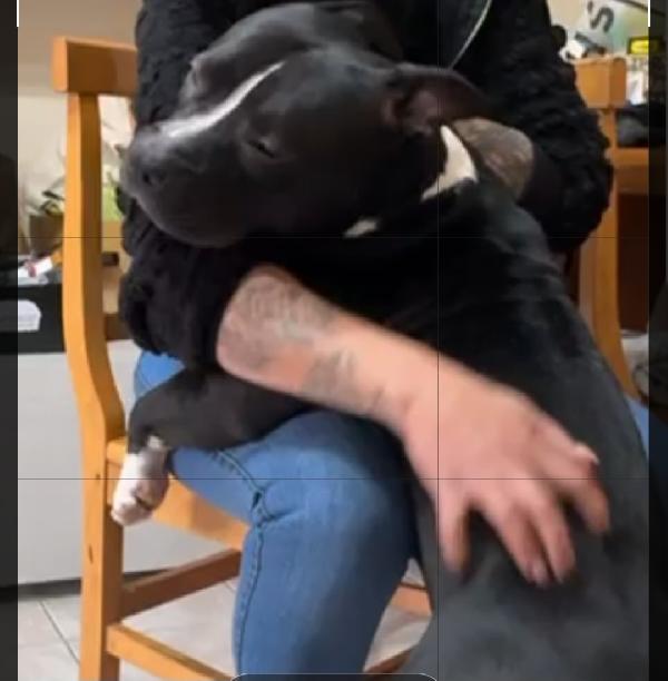 American bully quasi 3anni dal divano al rifugio. TORINO Foto 4