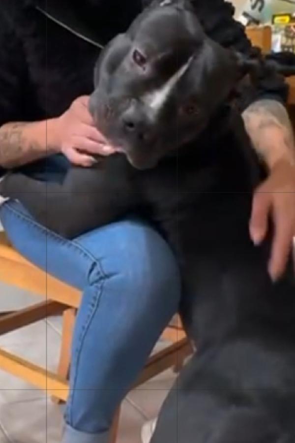 American bully quasi 3anni dal divano al rifugio. TORINO Foto 5