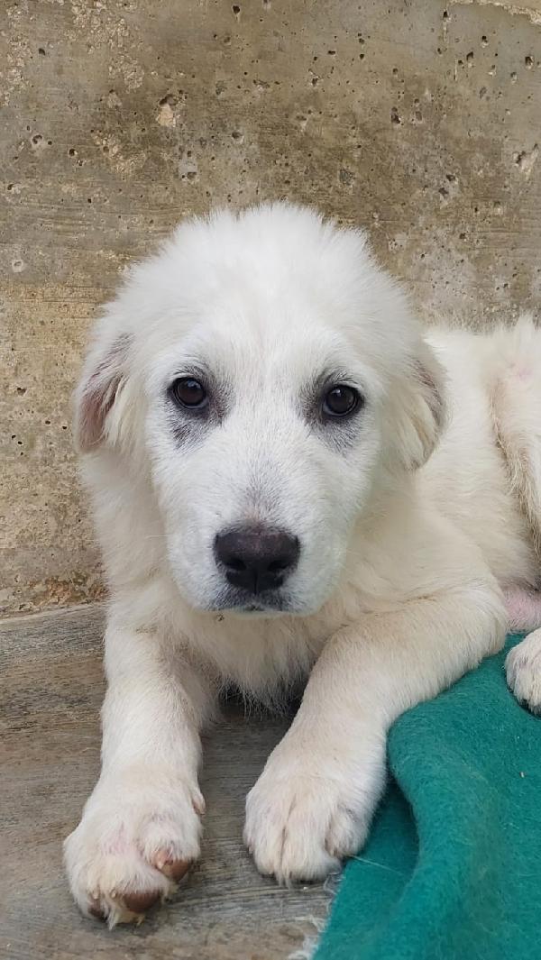 Sisma Cerca Famiglia. Info adozione Monica 3890238584 Foto 3