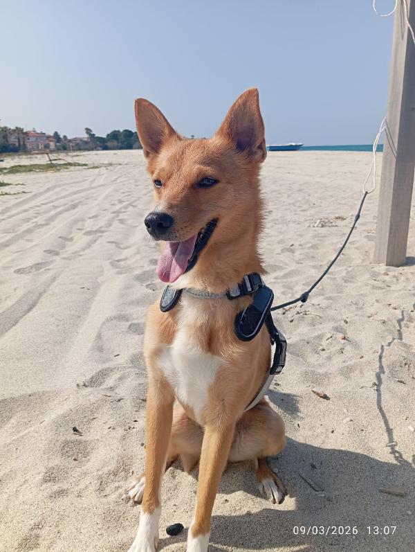 TAGLIA PICCOLA NINO Foto 2