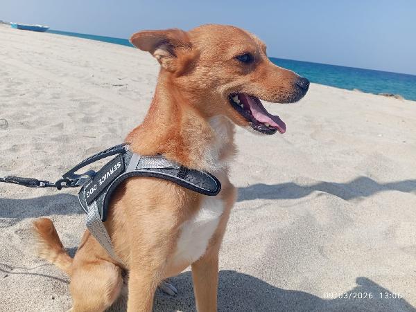 TAGLIA PICCOLA NINO Foto 3