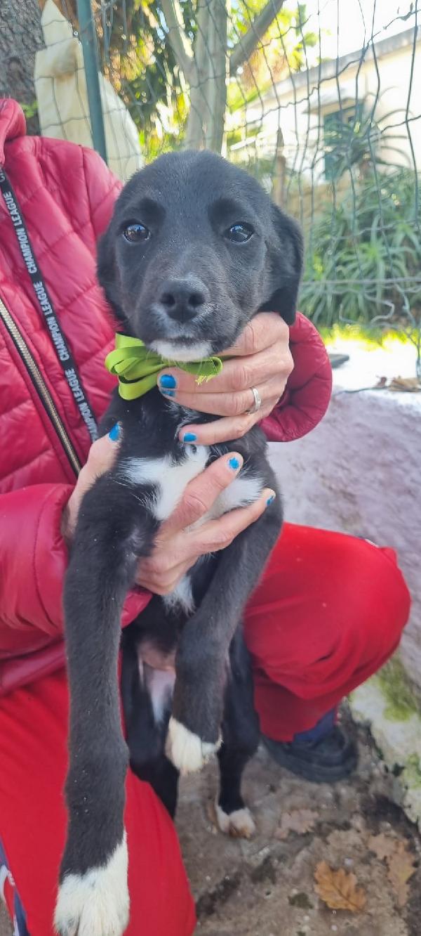 Noir Aspetta Una Mamma 