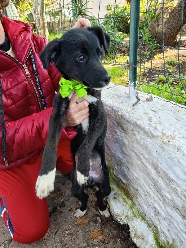 NOIR ASPETTA UNA MAMMA  Foto 2