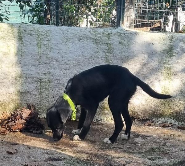 NOIR ASPETTA UNA MAMMA  Foto 4