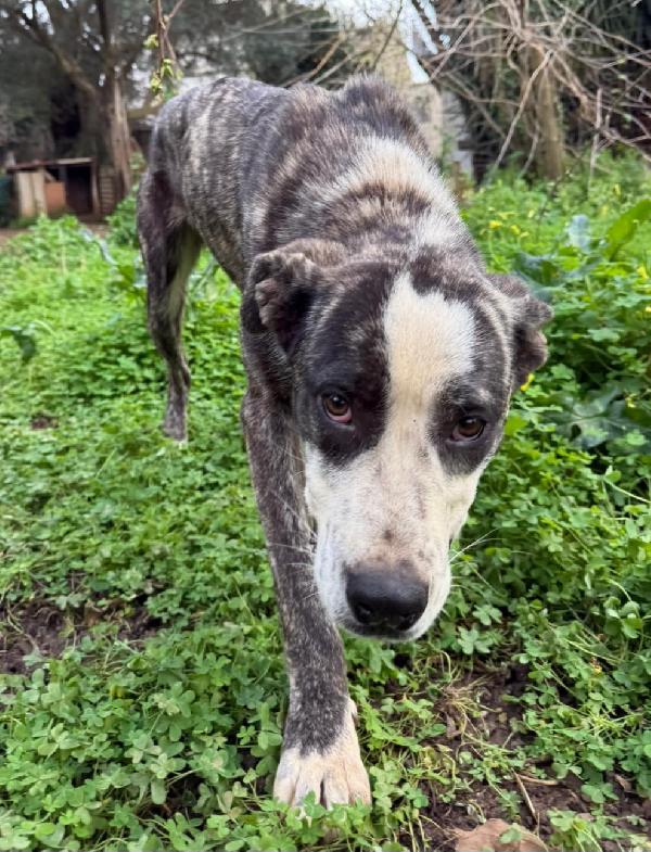 CUCCIOLO OTIS  Foto 2