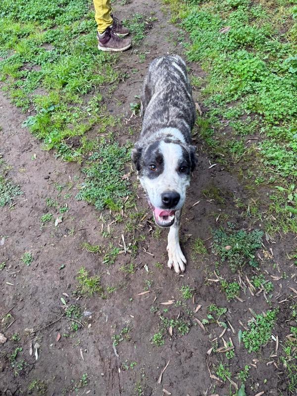 CUCCIOLO OTIS  Foto 3