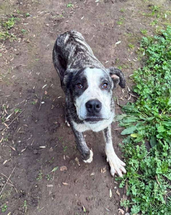 CUCCIOLO OTIS  Foto 4