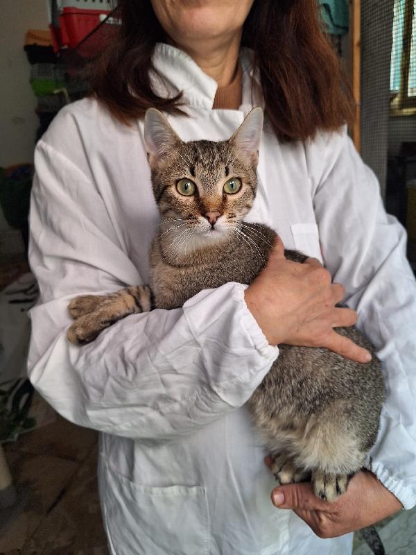 Un Tigrotto Di Nome Linus