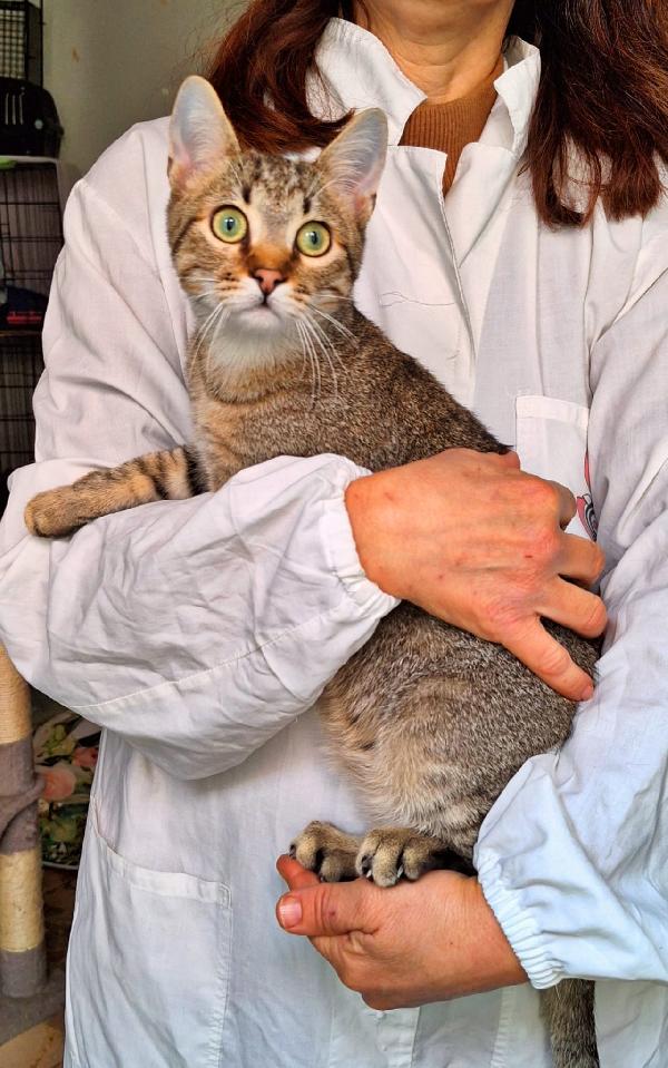 UN TIGROTTO DI NOME LINUS Foto 2