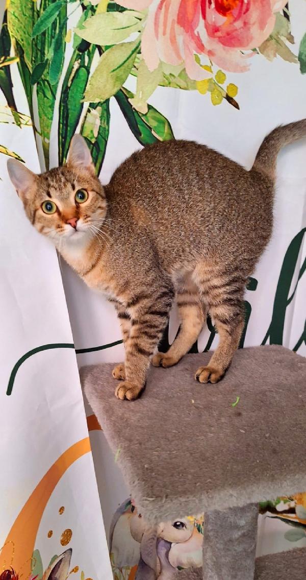 UN TIGROTTO DI NOME LINUS Foto 3