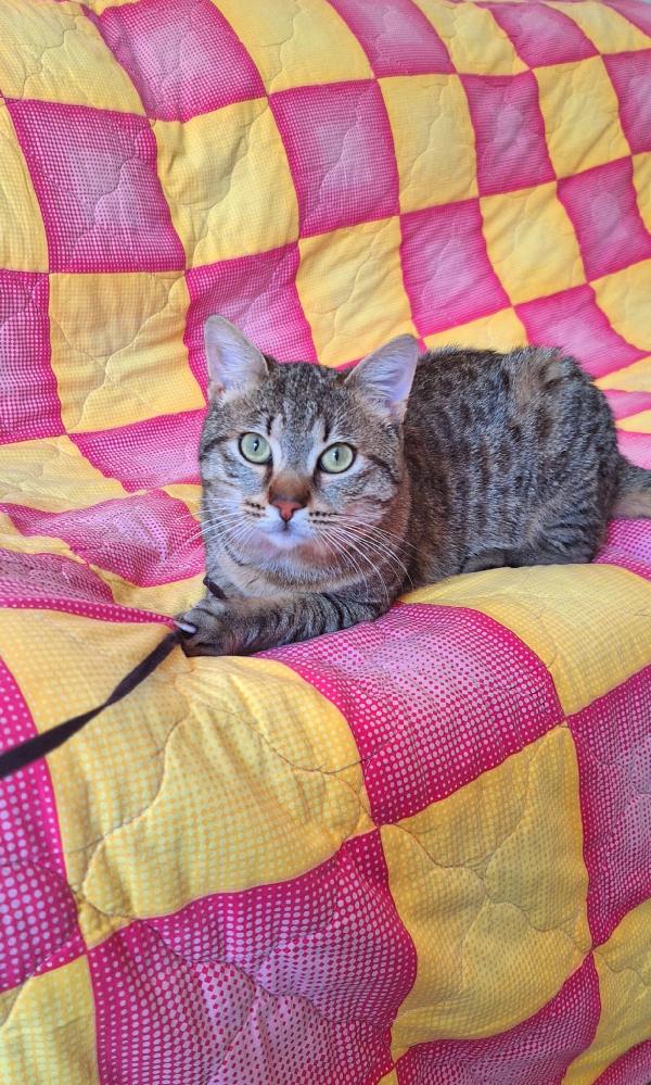 UN TIGROTTO DI NOME LINUS Foto 4