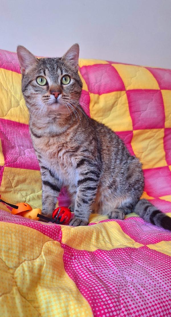 UN TIGROTTO DI NOME LINUS Foto 5