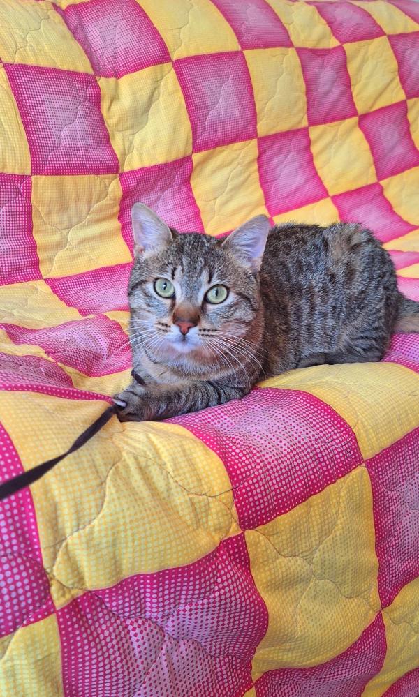 UN TIGROTTO DI NOME LINUS Foto 6