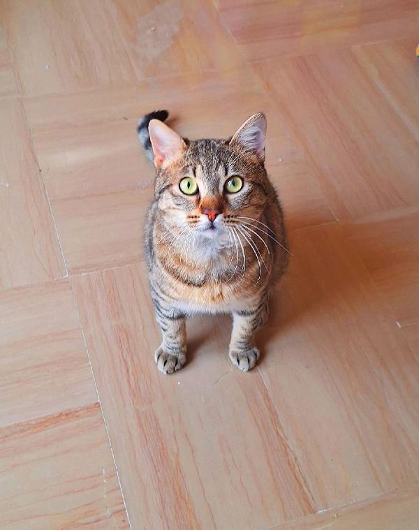 UN TIGROTTO DI NOME LINUS Foto 7