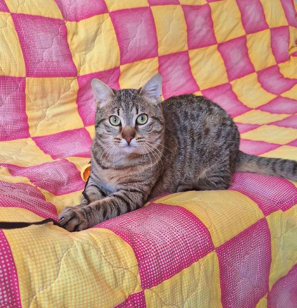 UN TIGROTTO DI NOME LINUS Foto 8