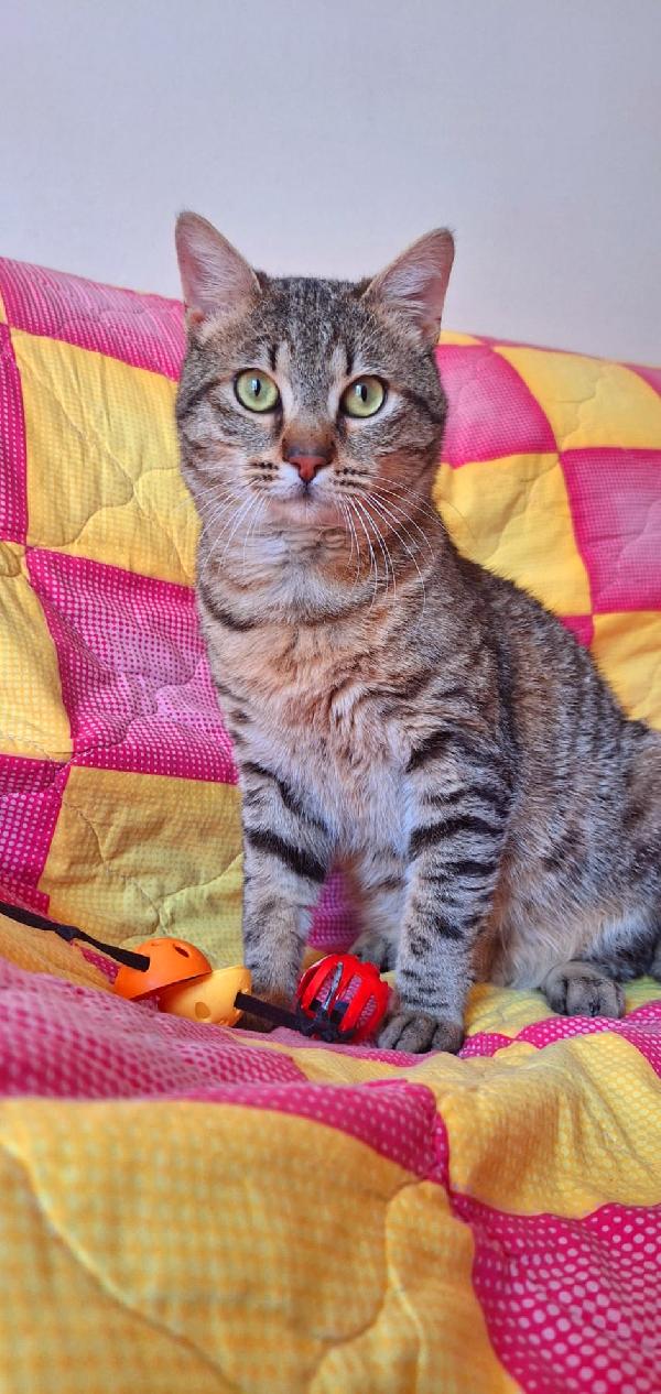 UN TIGROTTO DI NOME LINUS Foto 9