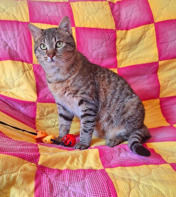 UN TIGROTTO DI NOME LINUS Foto 10