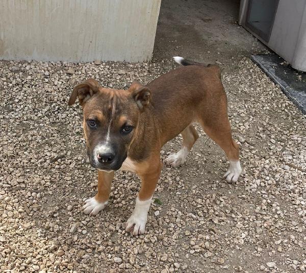 ADORABILE MOLOSSINO  Foto 3