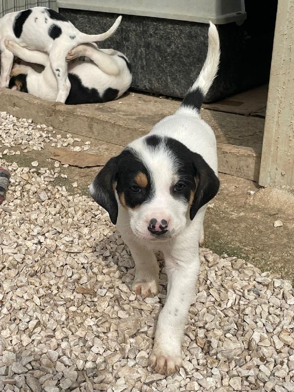 LEONE TENERO CUCCIOLOTTO Foto 2