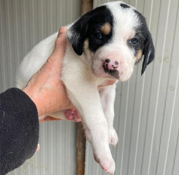 LEONE TENERO CUCCIOLOTTO Foto 3