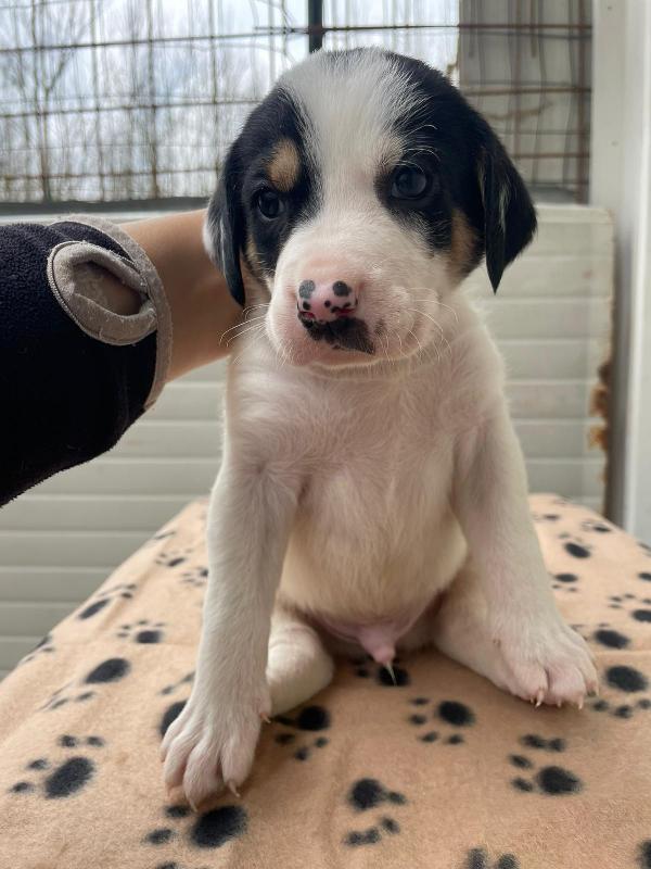 LEONE TENERO CUCCIOLOTTO Foto 4