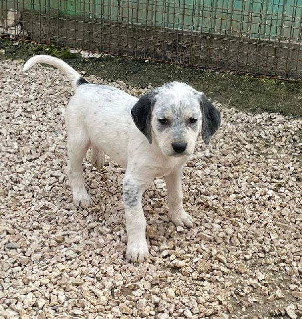 LA DOLCISSIMA SIRYA Foto 2