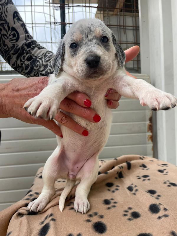 LA DOLCISSIMA SIRYA Foto 3