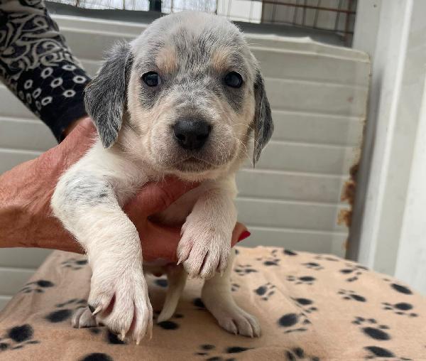 LA DOLCISSIMA SIRYA Foto 4