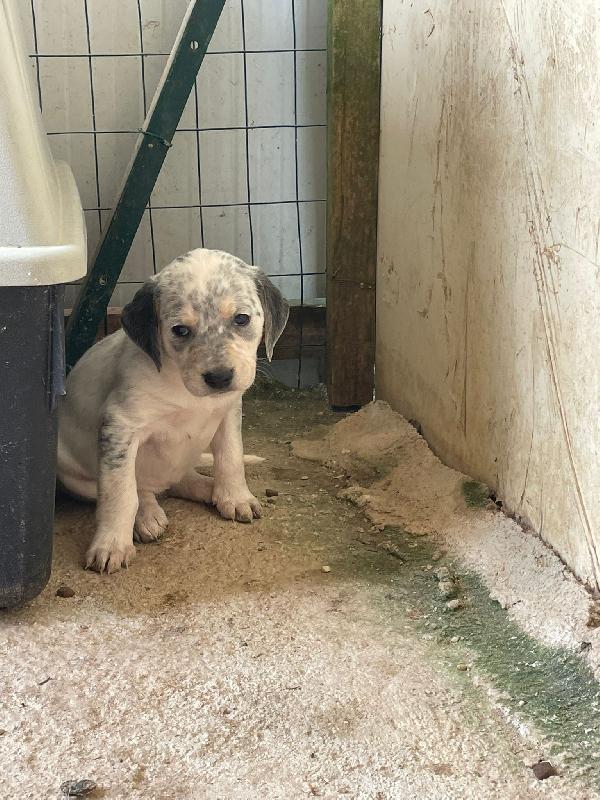 LA DOLCISSIMA SIRYA Foto 5