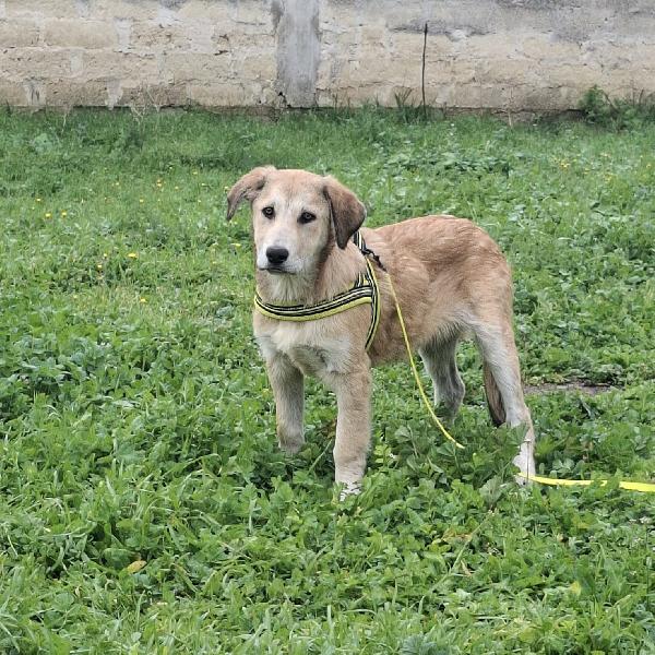 Etna Cerca Famiglia. Info adozione Monica 3890238584 Foto 3