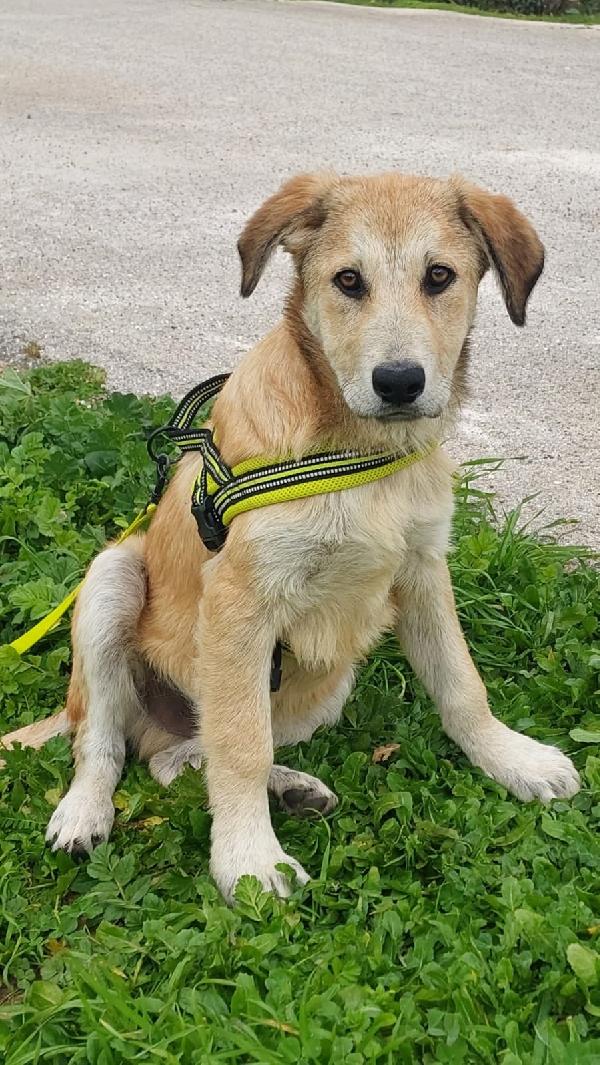 Etna Cerca Famiglia. Info adozione Monica 3890238584 Foto 4