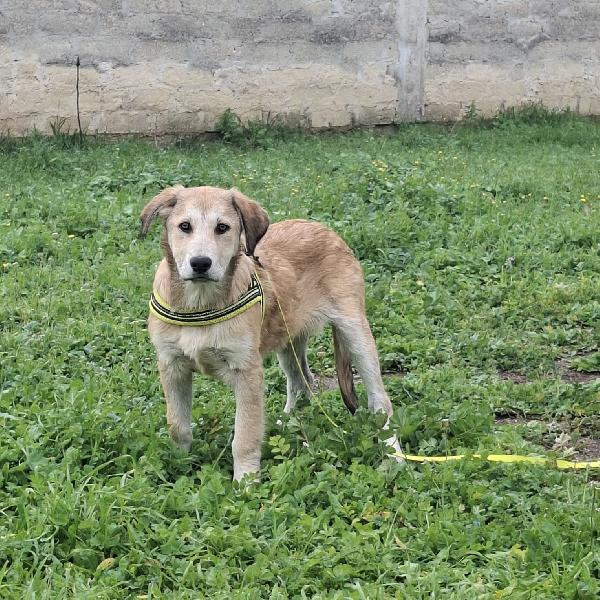 Etna Cerca Famiglia. Info adozione Monica 3890238584 Foto 5