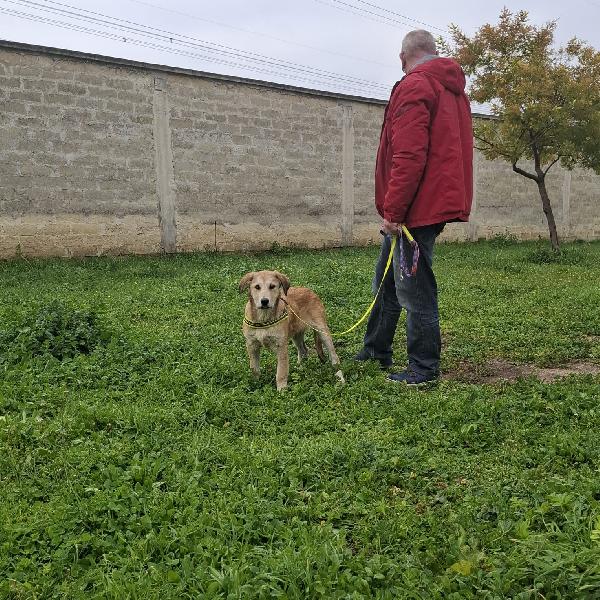 Etna Cerca Famiglia. Info adozione Monica 3890238584 Foto 7