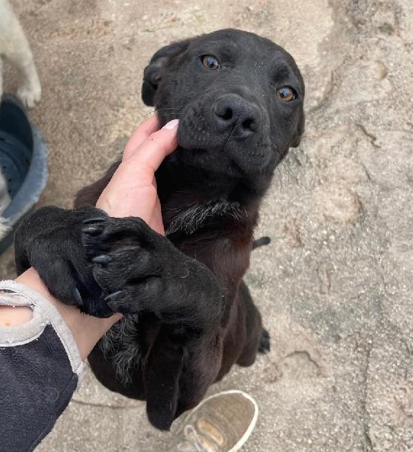 Adotta Il Dolcissimo Simon Simil Labradorino