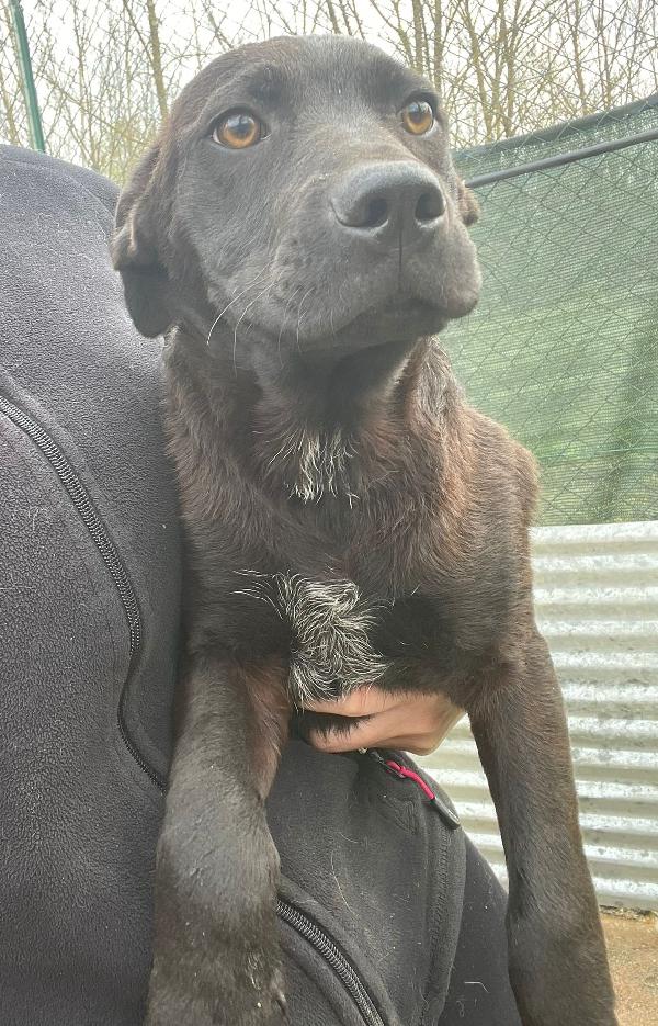 ADOTTA IL DOLCISSIMO SIMON SIMIL LABRADORINO Foto 2