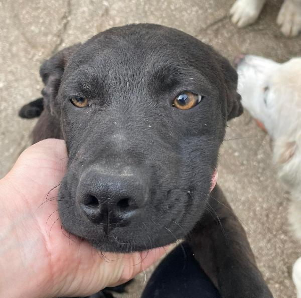 ADOTTA IL DOLCISSIMO SIMON SIMIL LABRADORINO Foto 4