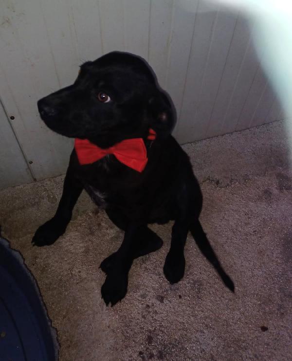 ADOTTA IL DOLCISSIMO SIMON SIMIL LABRADORINO Foto 6