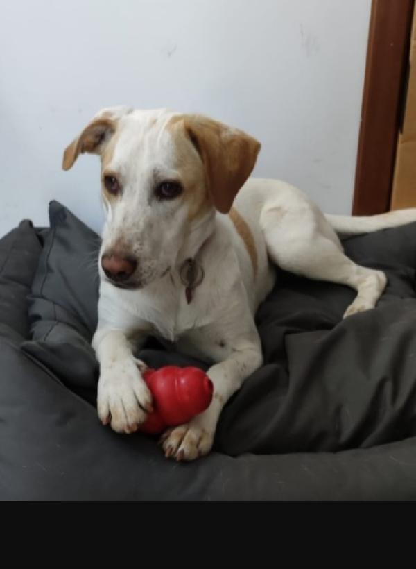 Camilla mix Segugia/Setter 5anni aspetta da tanto.ROMA Foto 3