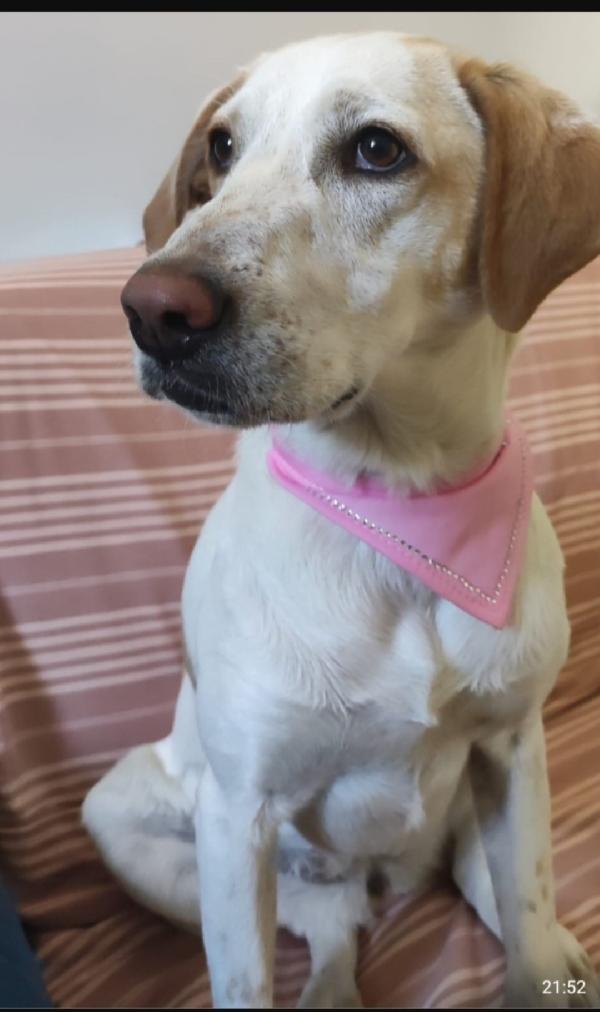 Camilla mix Segugia/Setter 5anni aspetta da tanto.ROMA Foto 4