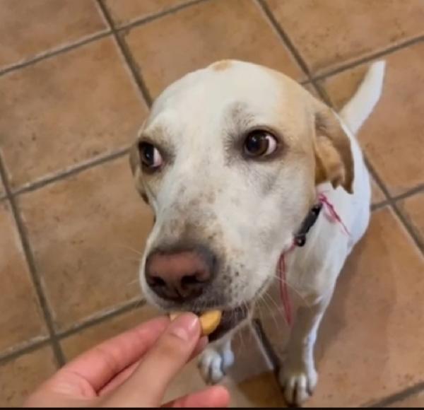 Camilla mix Segugia/Setter 5anni aspetta da tanto.ROMA Foto 5