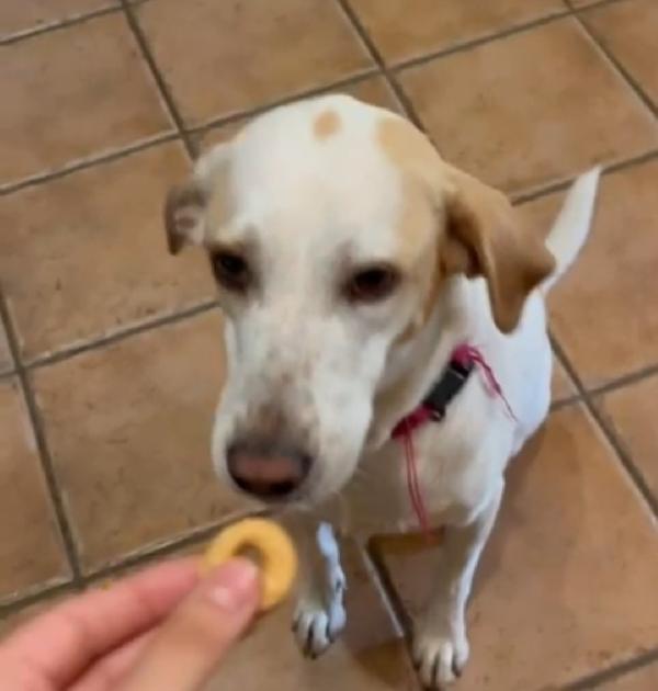 Camilla mix Segugia/Setter 5anni aspetta da tanto.ROMA Foto 6